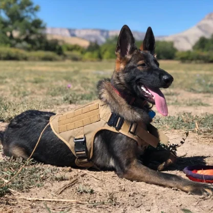 Tactical Vest Harness with Durable Leash - Image 7