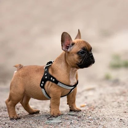 Luxury Pet Harness with Rhinestone-like - Image 5