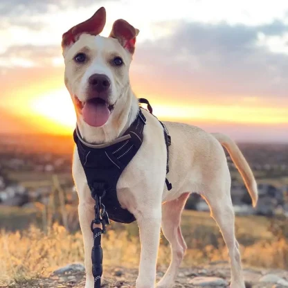Dual-Clip Adjustable Vest Harness - Image 2