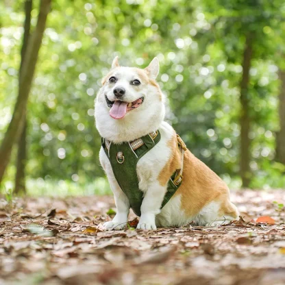 Durable Waterproof Harness for Dogs - Image 10