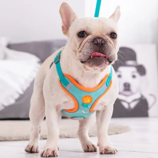 Dual Clip Harness with Leash