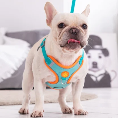 Dual Clip Harness with Leash