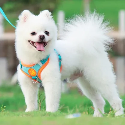 Dual Clip Harness with Leash - Image 6