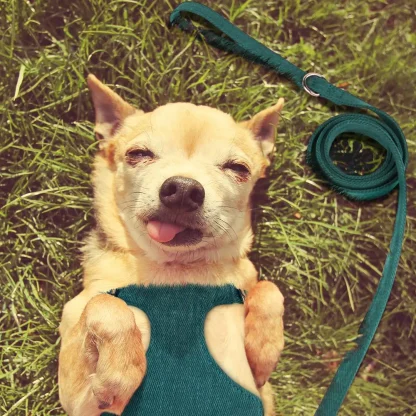 Soft Small Dogs Harness with Solid Color - Image 5